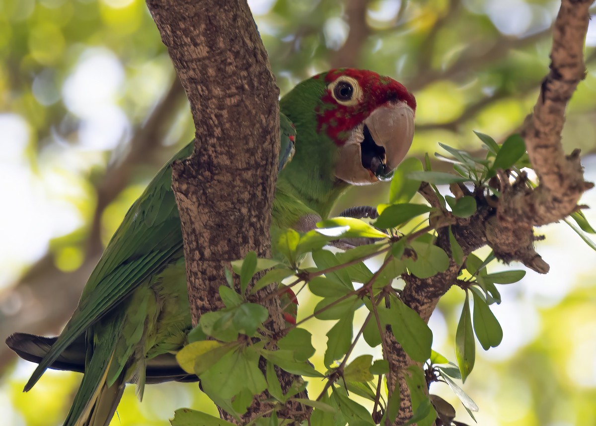 Guayaquil Papağanı - ML619672687