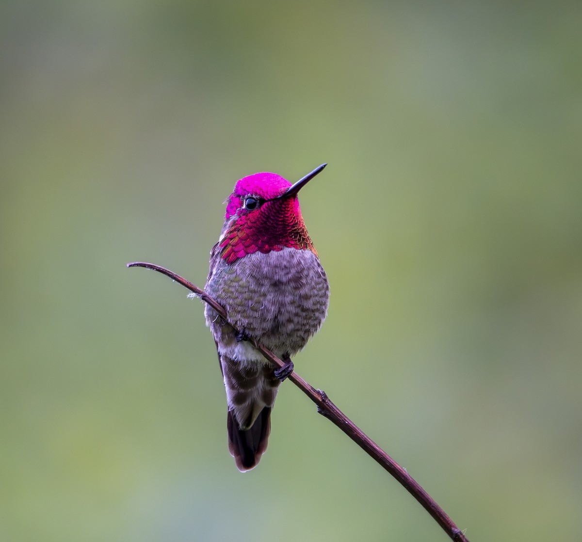 Anna's Hummingbird - ML619672695