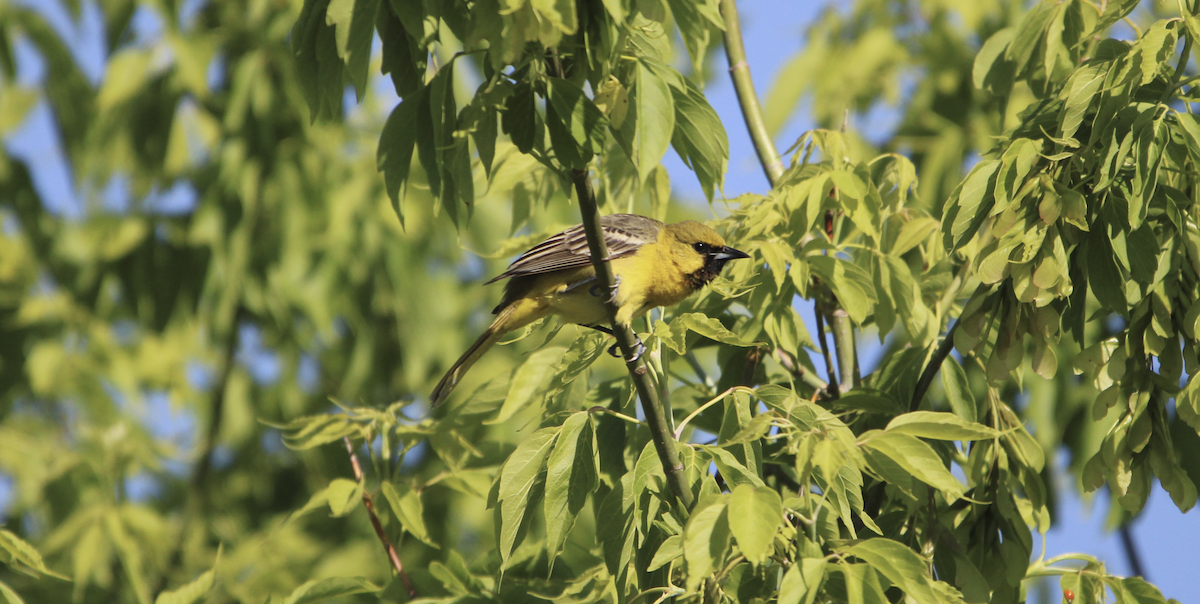 Orchard Oriole - ML619672713