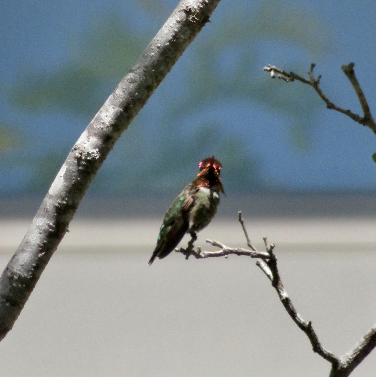 Anna's Hummingbird - ML619672738