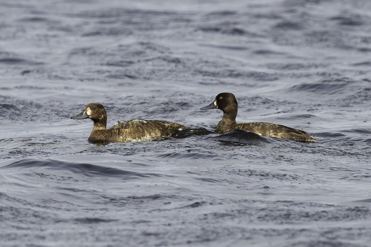 Greater Scaup - ML619672747