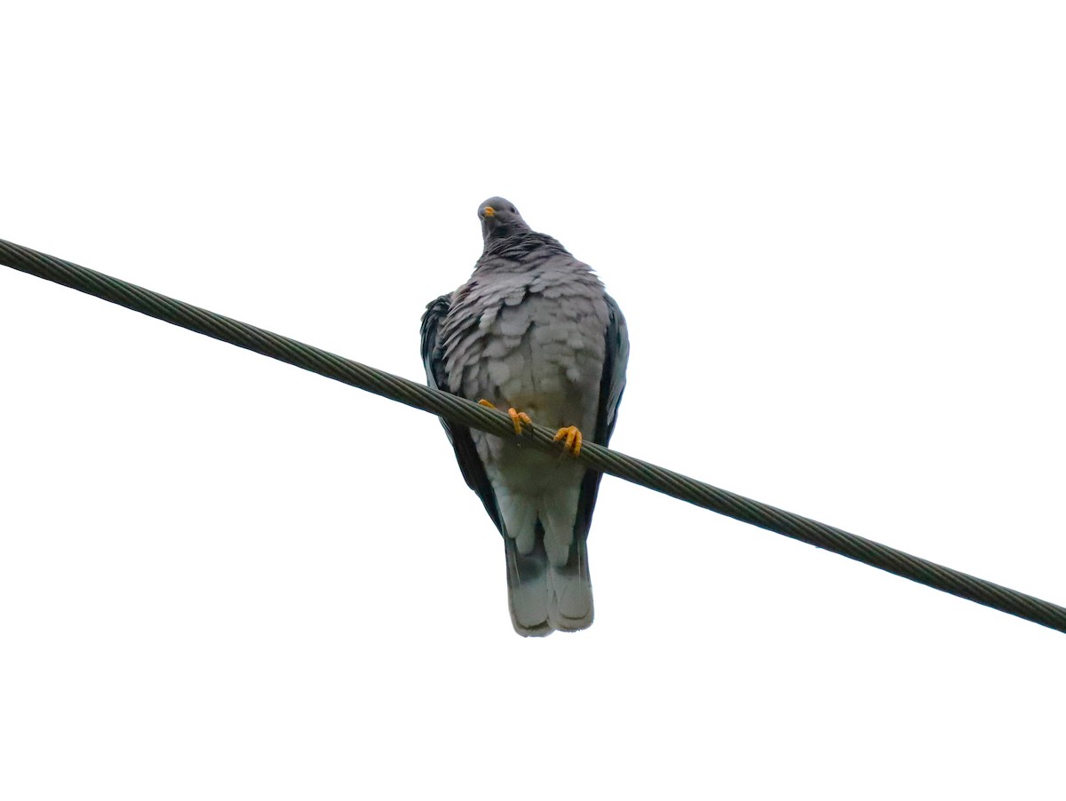 Band-tailed Pigeon - ML619672794