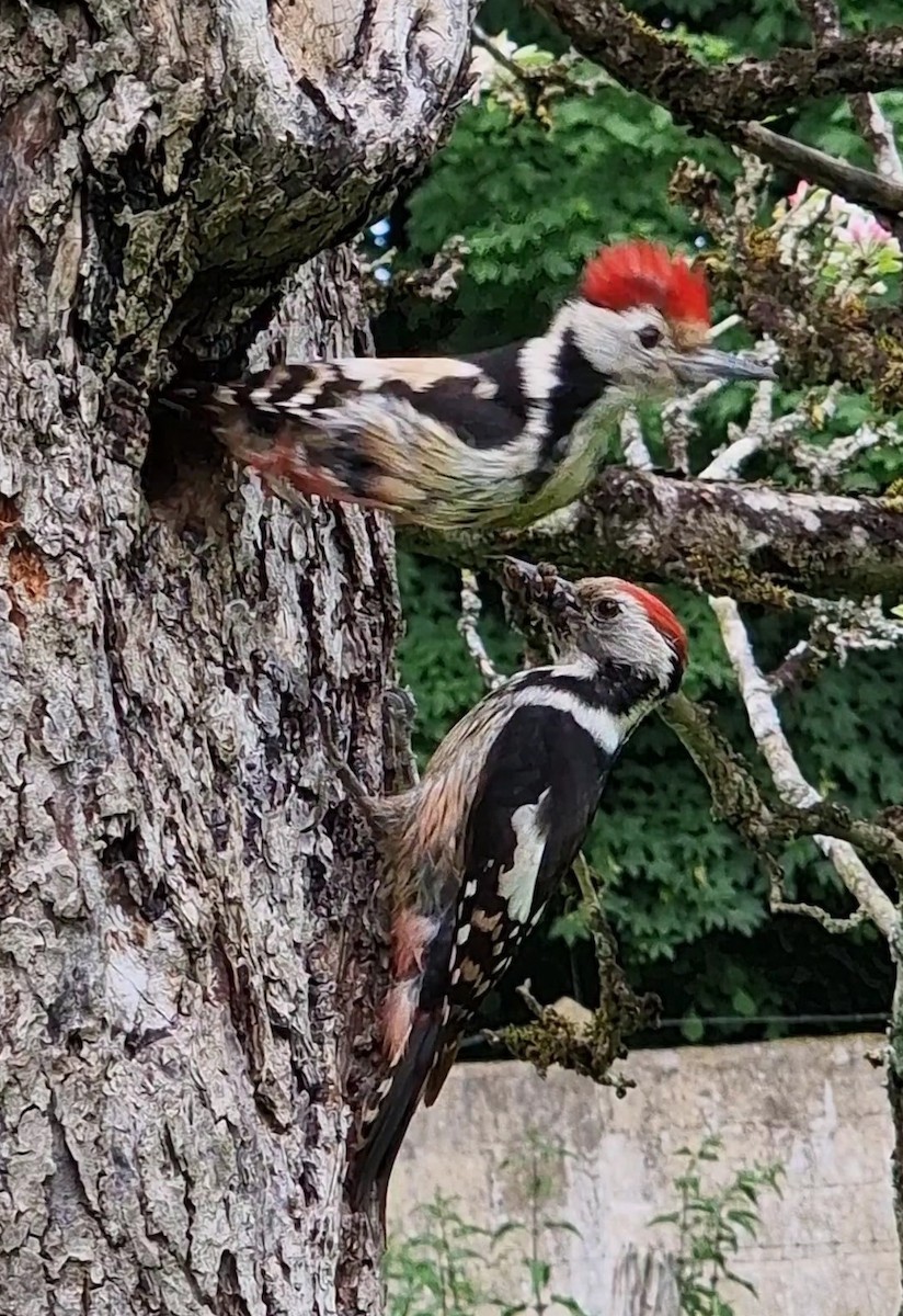 Middle Spotted Woodpecker - ML619672806