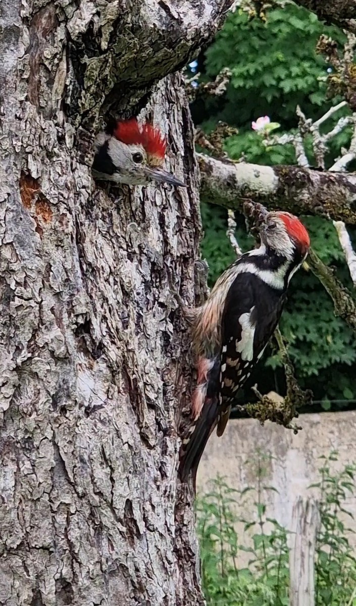 Middle Spotted Woodpecker - ML619672807