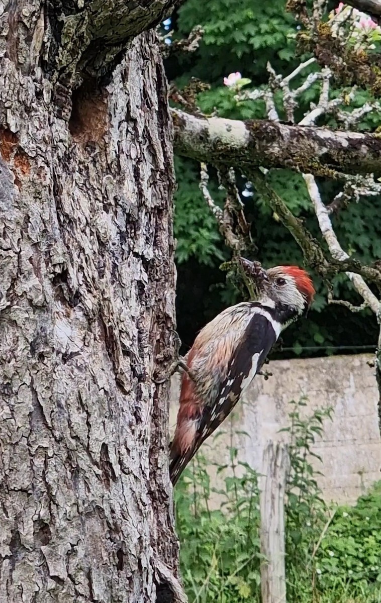 Middle Spotted Woodpecker - ML619672808