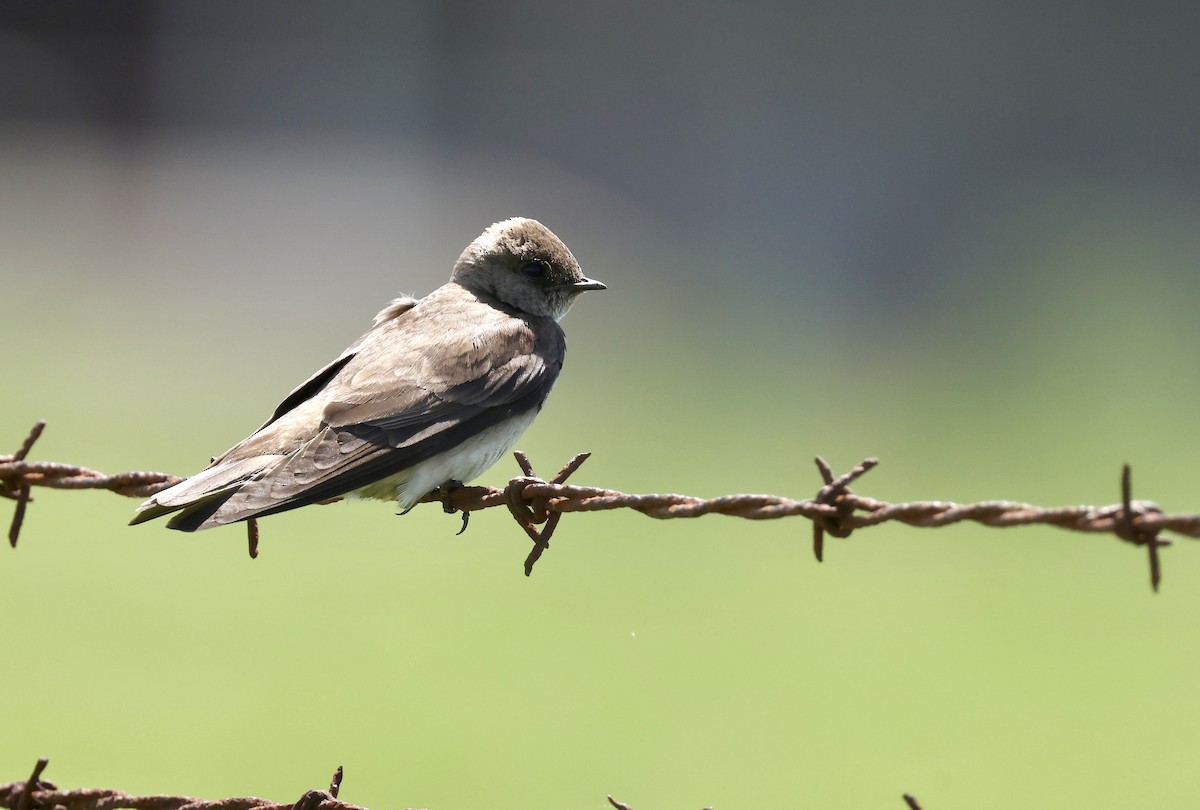 Northern Rough-winged Swallow - ML619672811