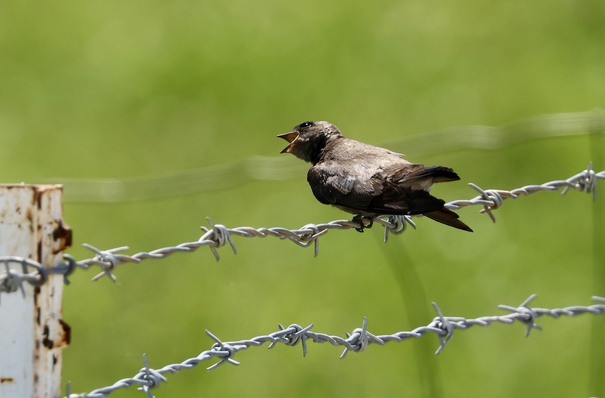 Northern Rough-winged Swallow - ML619672812