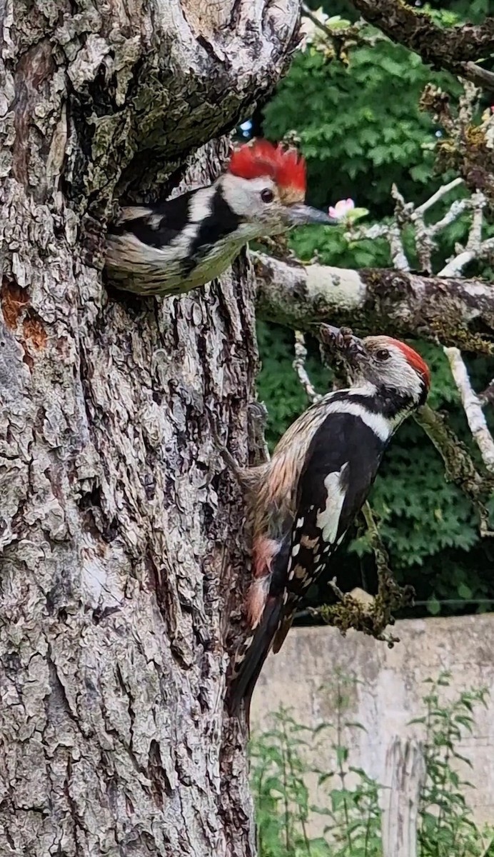 Middle Spotted Woodpecker - ML619672814