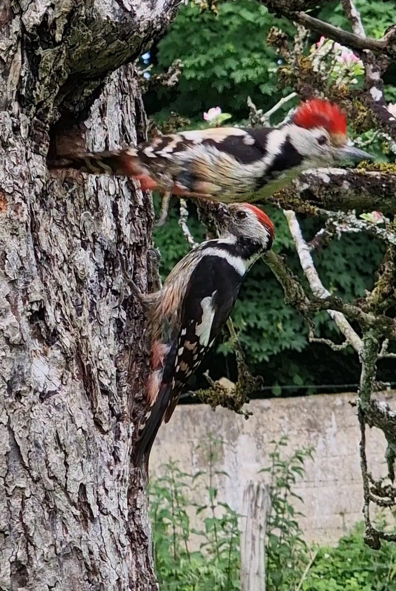 Middle Spotted Woodpecker - ML619672815