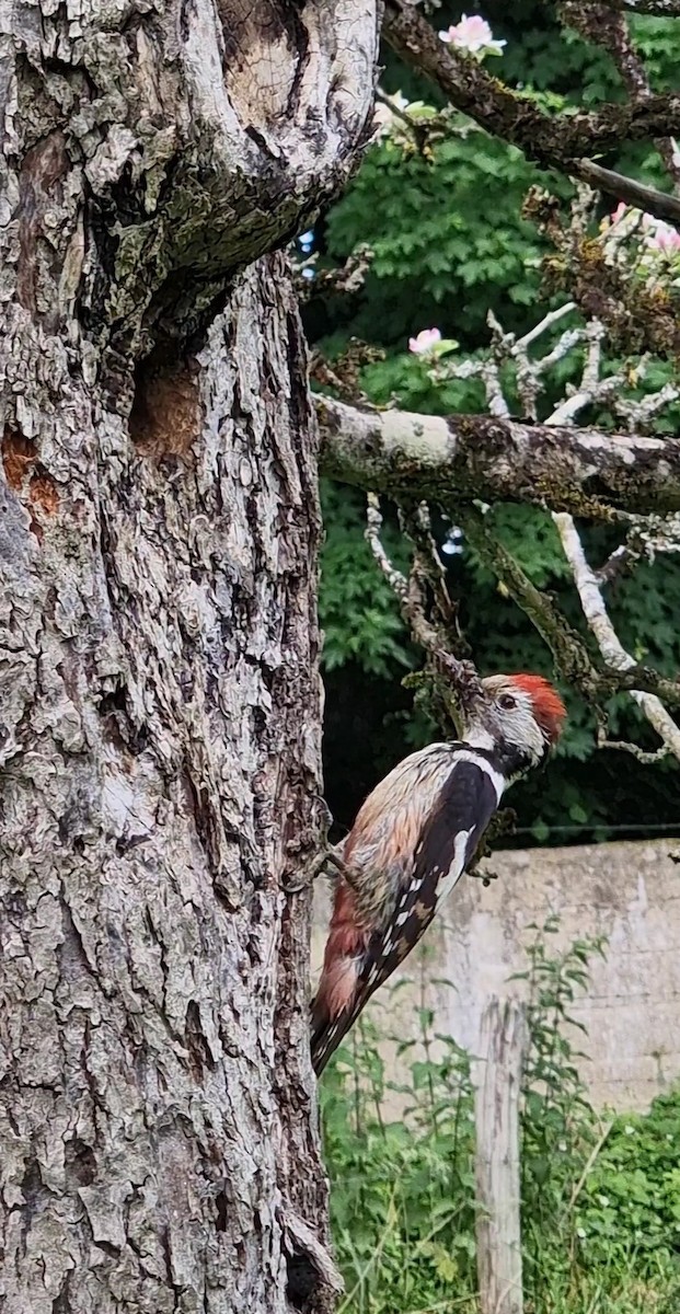 Middle Spotted Woodpecker - ML619672816