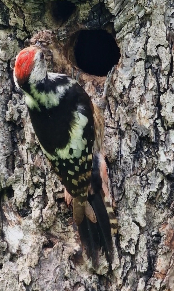 Middle Spotted Woodpecker - ML619672817