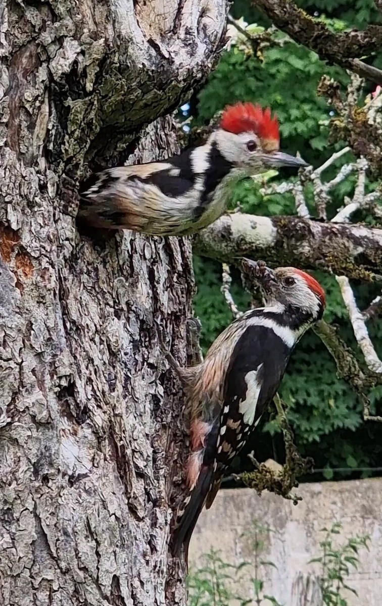 Middle Spotted Woodpecker - ML619672818