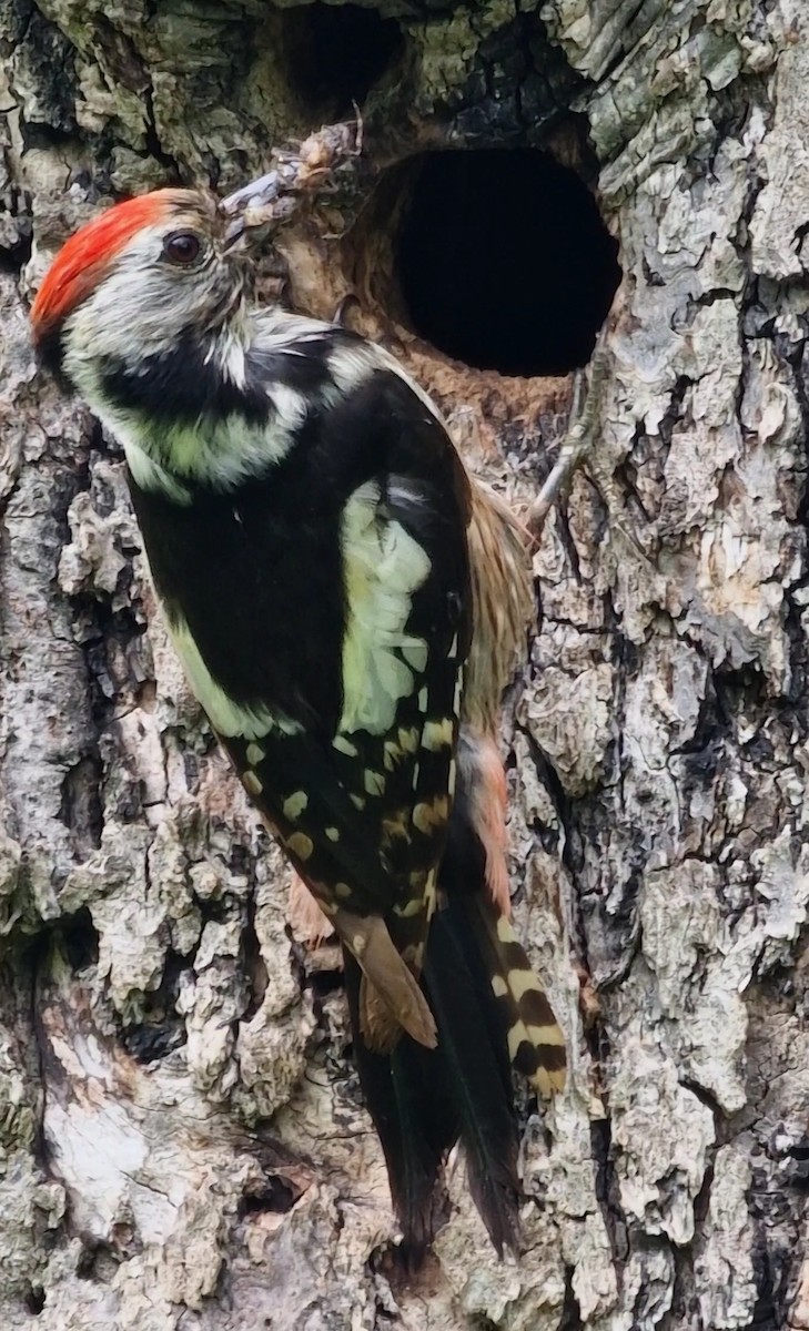 Middle Spotted Woodpecker - ML619672820