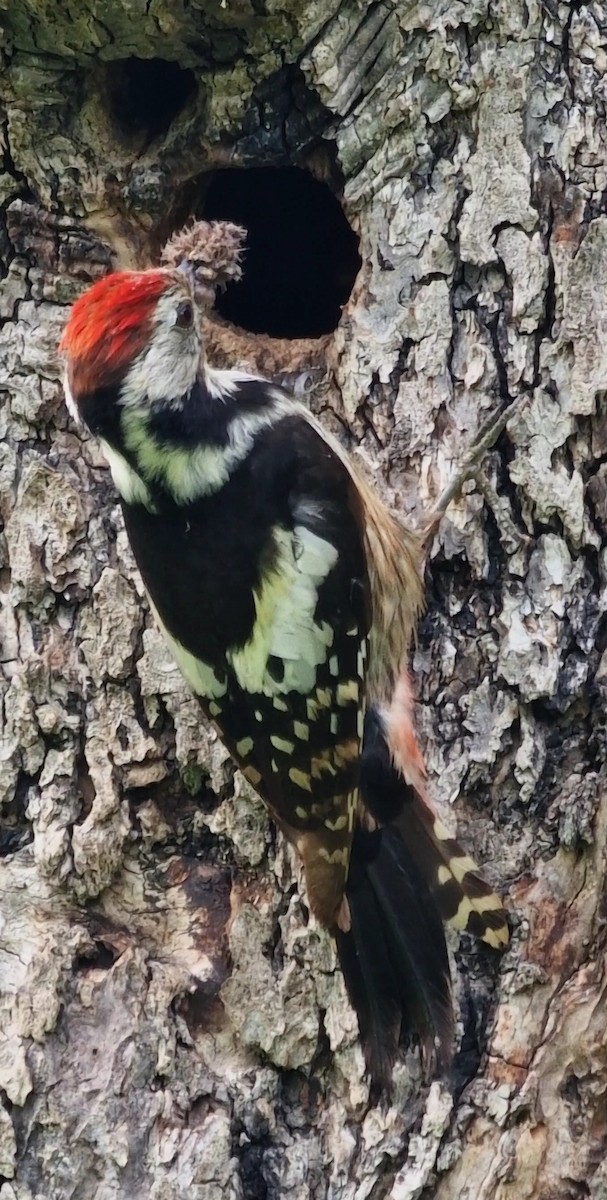 Middle Spotted Woodpecker - ML619672821