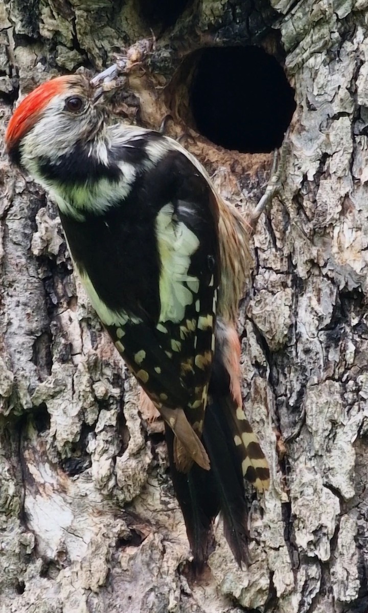 Middle Spotted Woodpecker - ML619672822