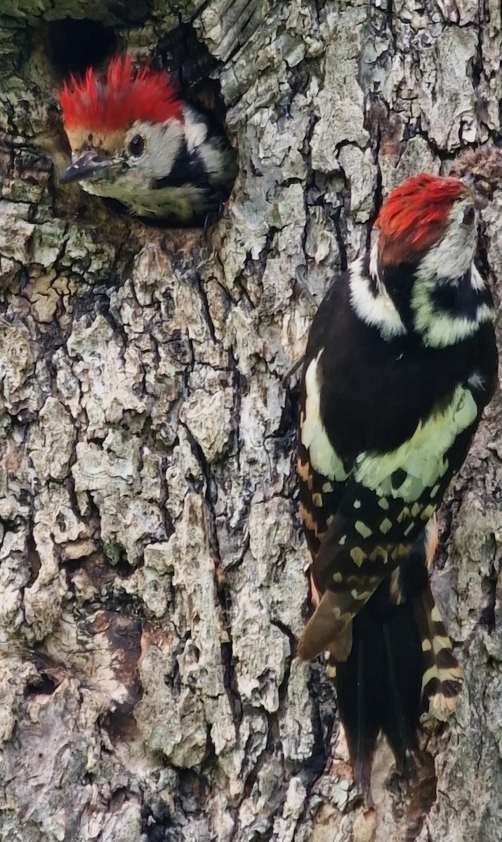 Middle Spotted Woodpecker - ML619672823