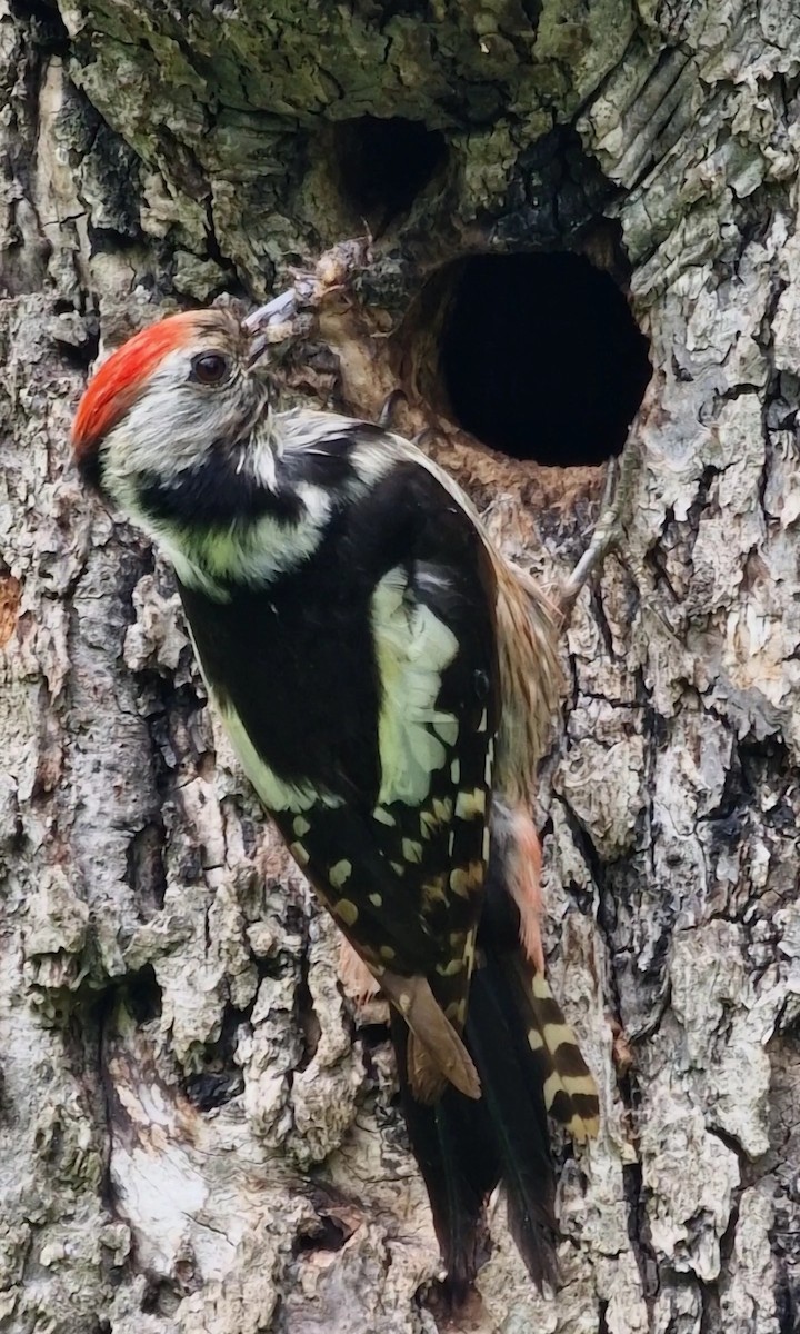 Middle Spotted Woodpecker - ML619672824