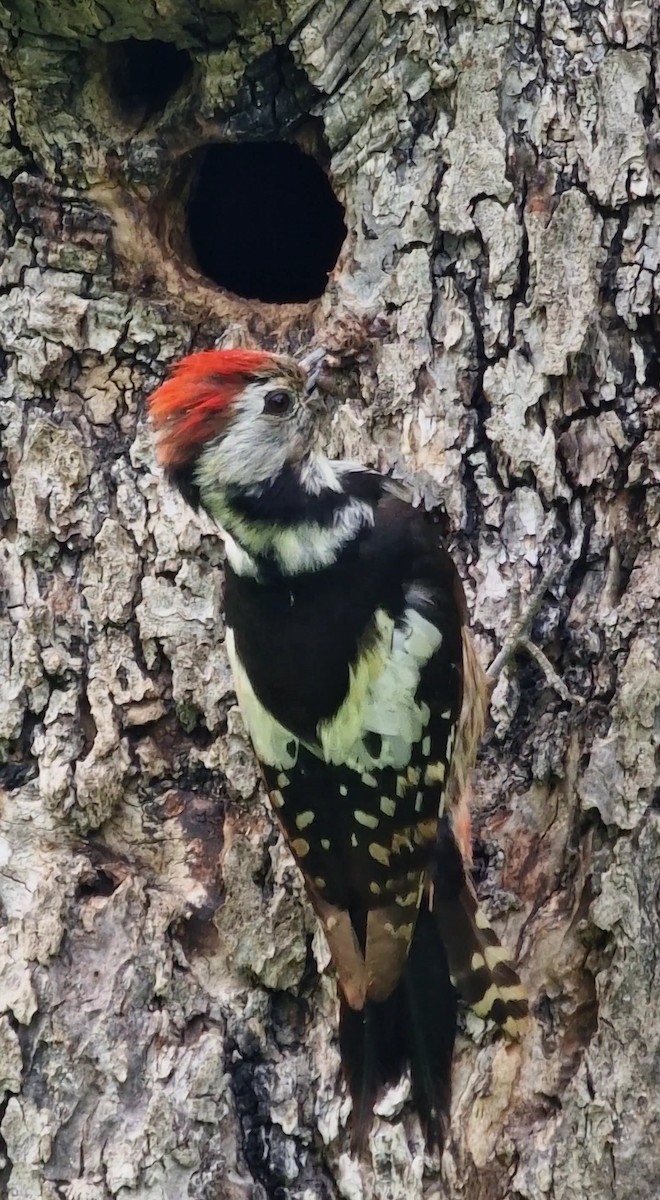 Middle Spotted Woodpecker - ML619672825