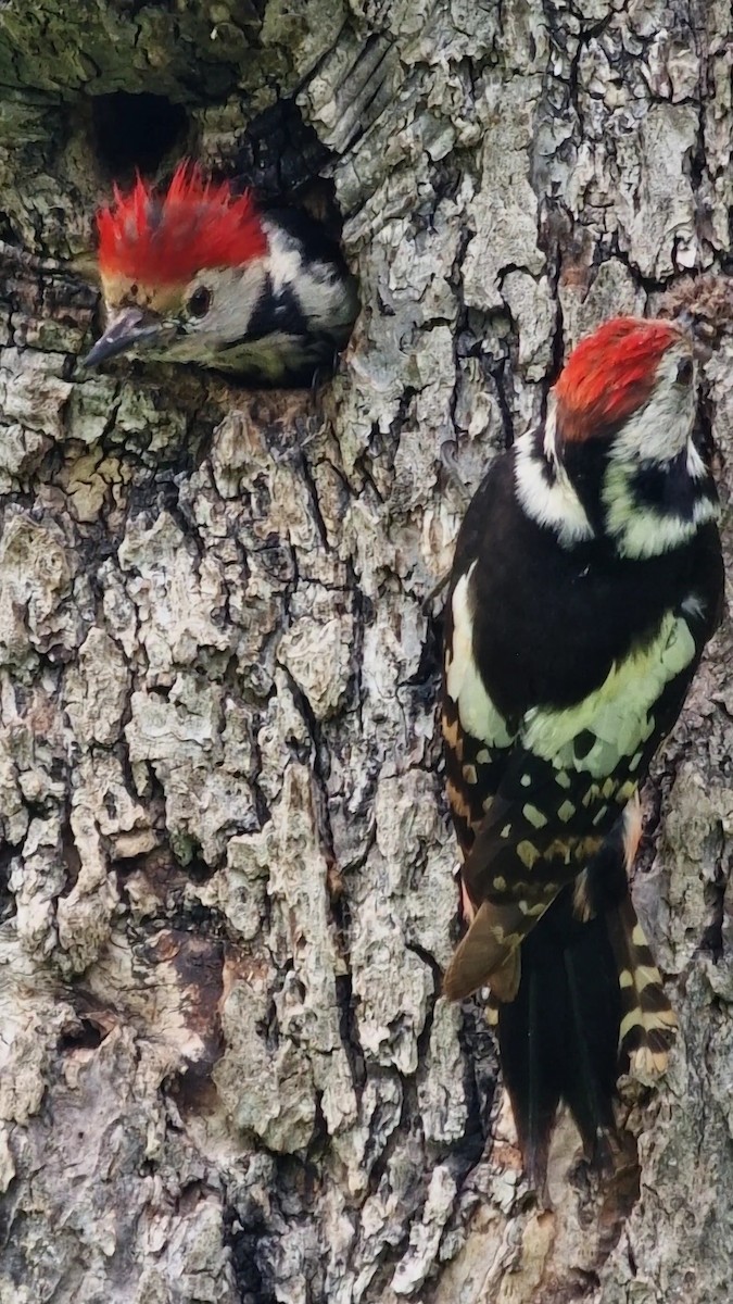 Middle Spotted Woodpecker - ML619672826