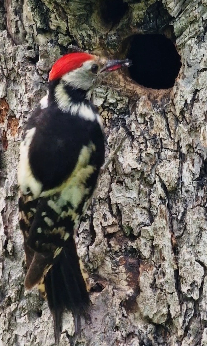 Middle Spotted Woodpecker - ML619672828