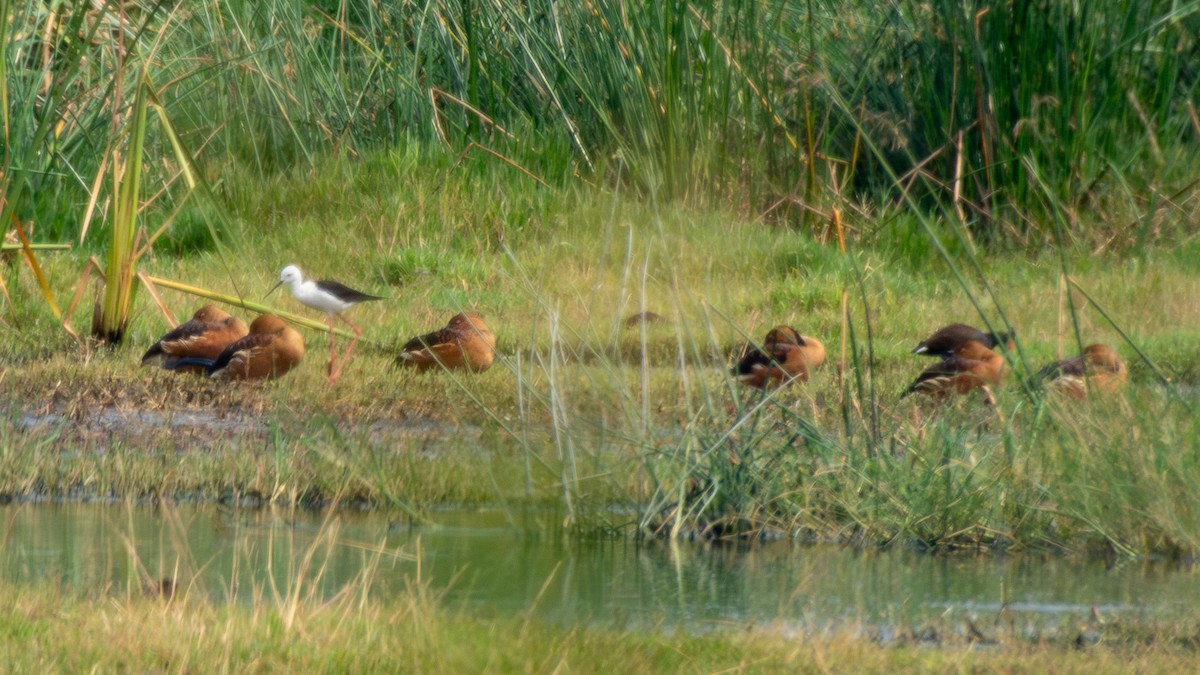 Fulvous Whistling-Duck - ML619672836