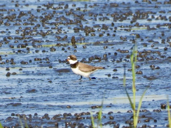 Semipalmated Plover - ML619672852
