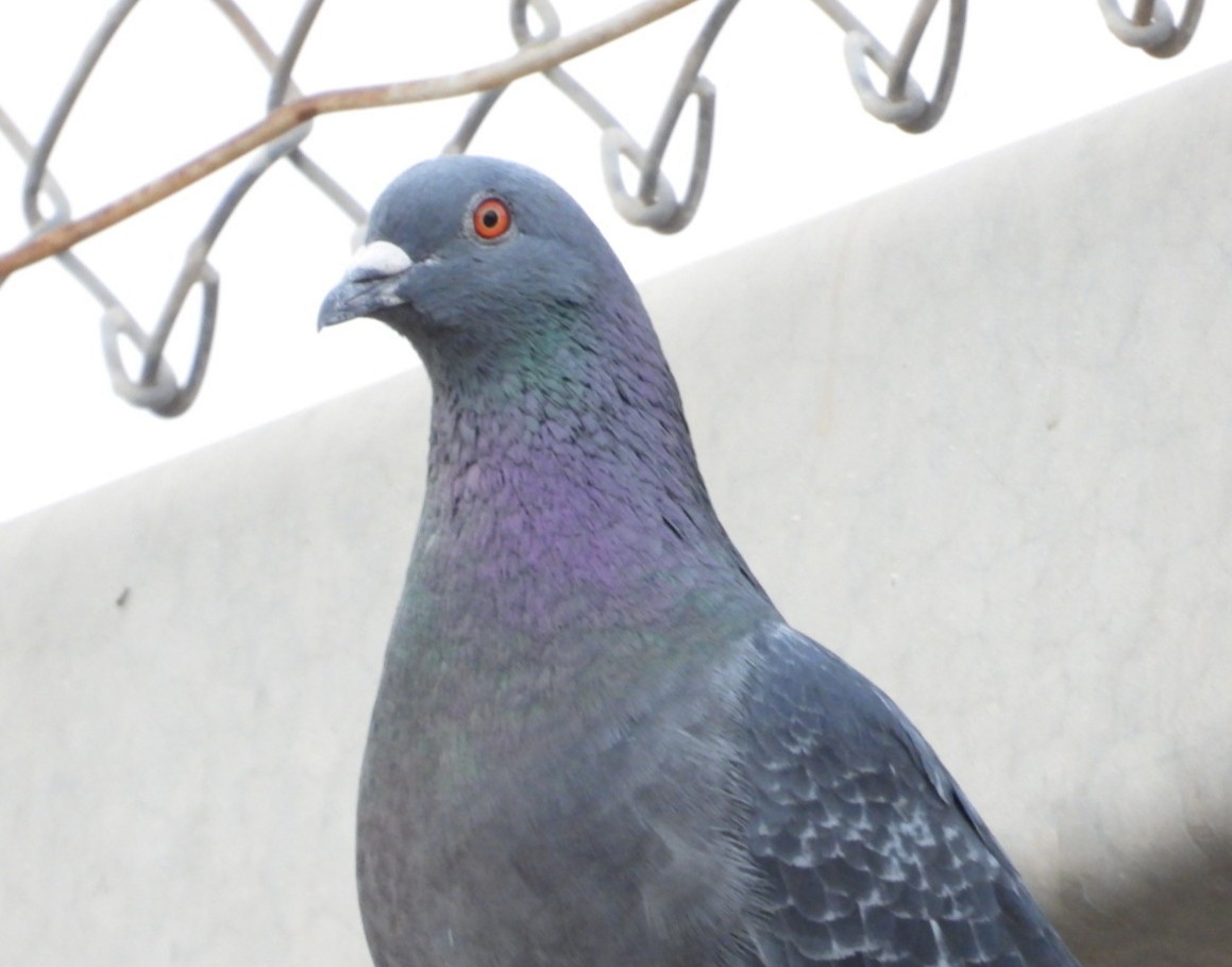 Rock Pigeon (Feral Pigeon) - ML619672853