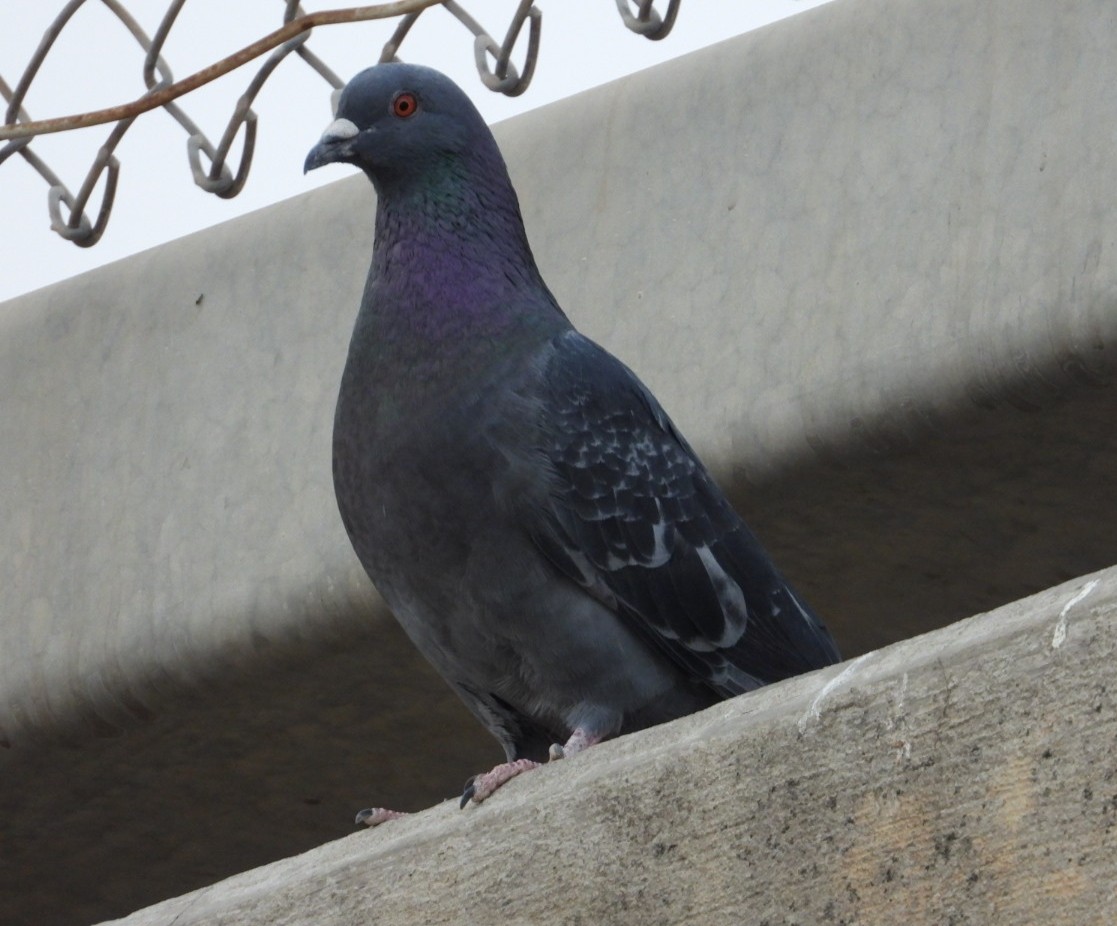 Rock Pigeon (Feral Pigeon) - ML619672854