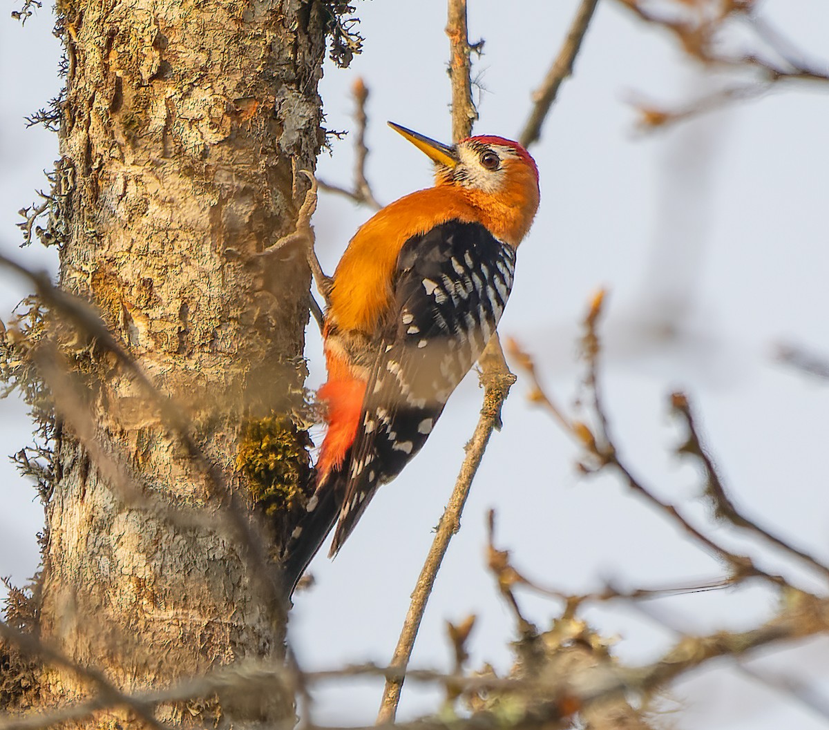 Rufous-bellied Woodpecker - ML619672874