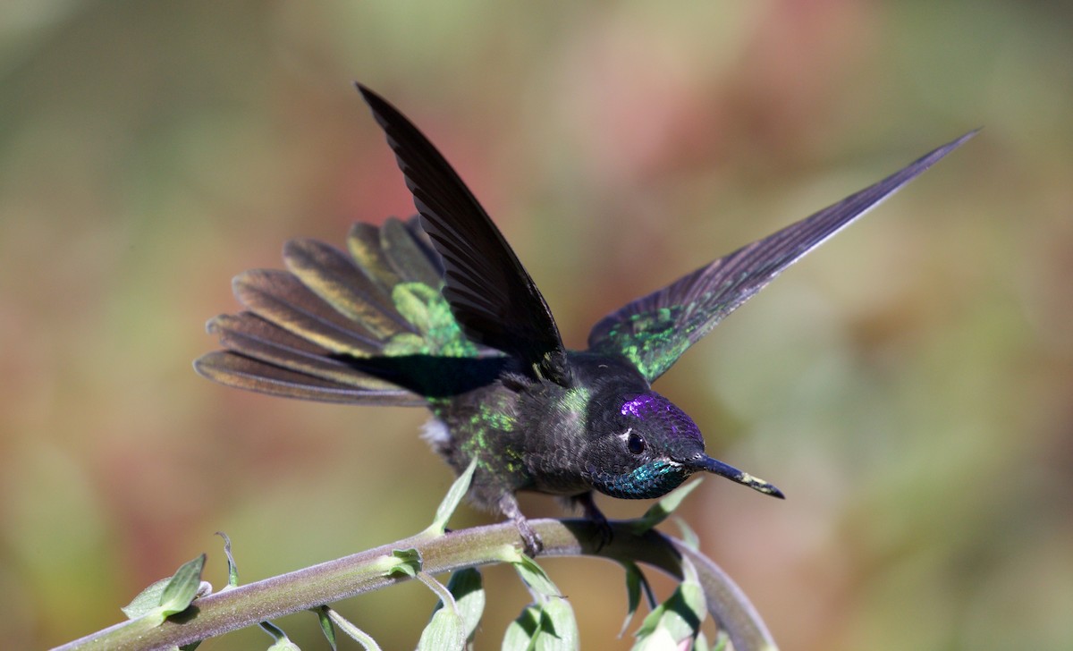 Talamanca Hummingbird - ML619672878