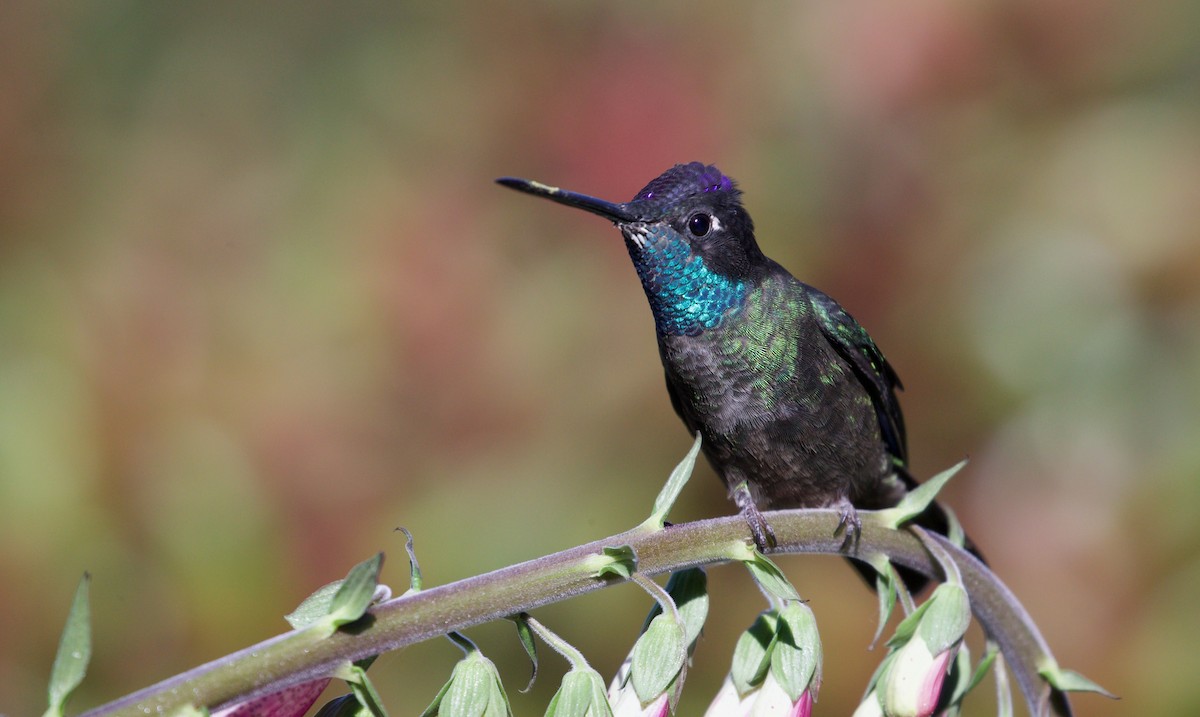 Talamanca Hummingbird - ML619672879