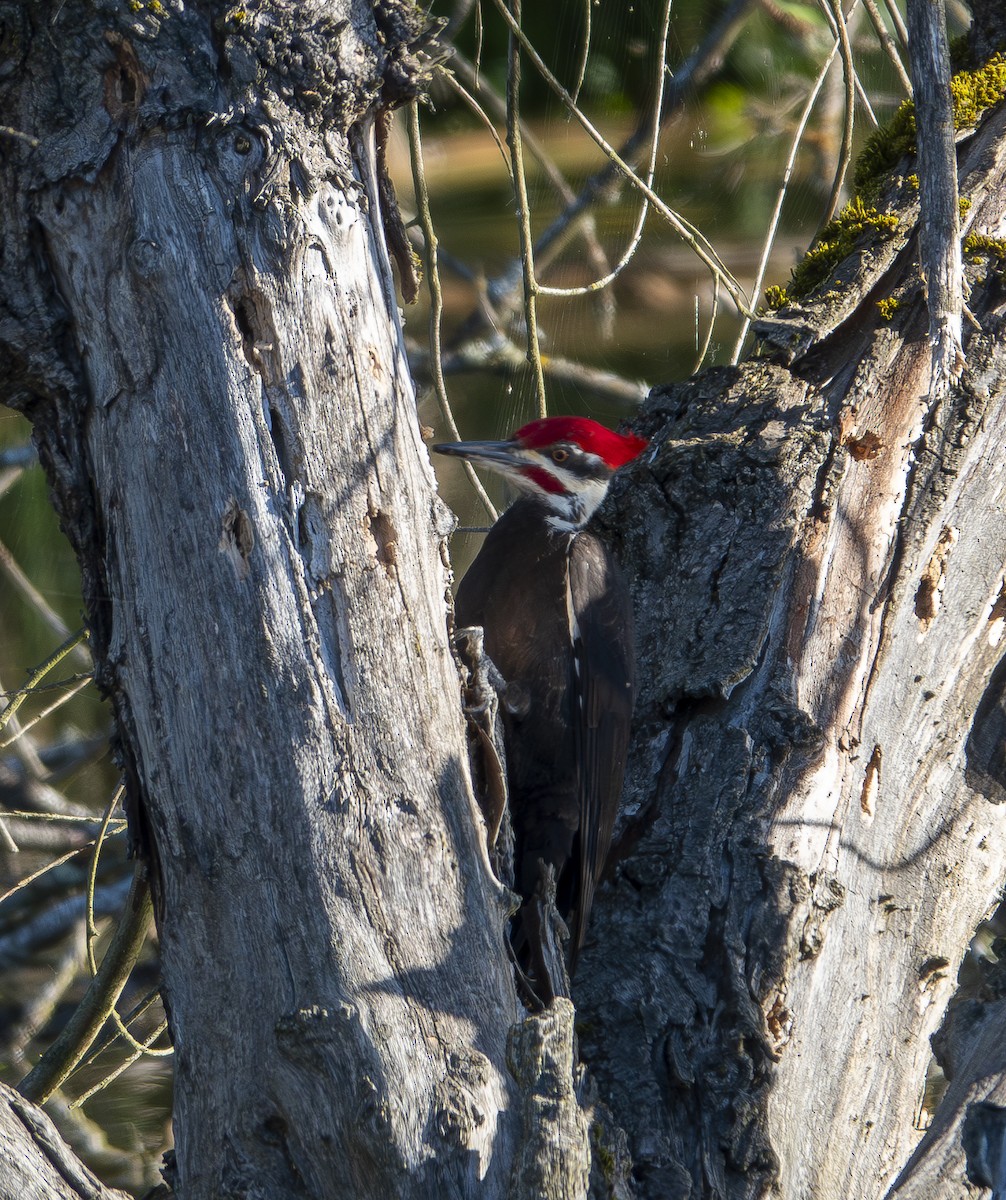 Pileated Woodpecker - ML619672881