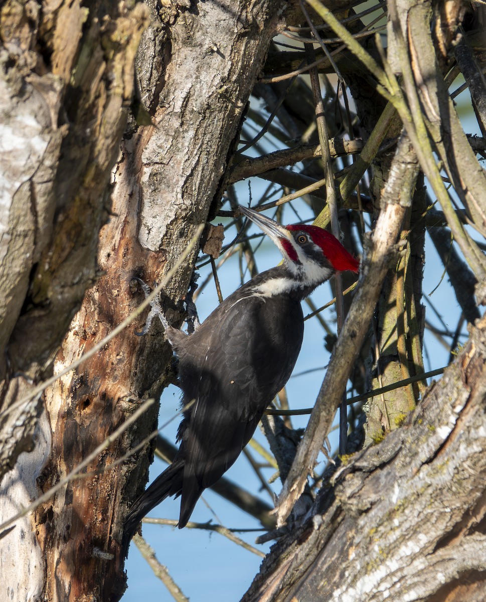 Pileated Woodpecker - ML619672882