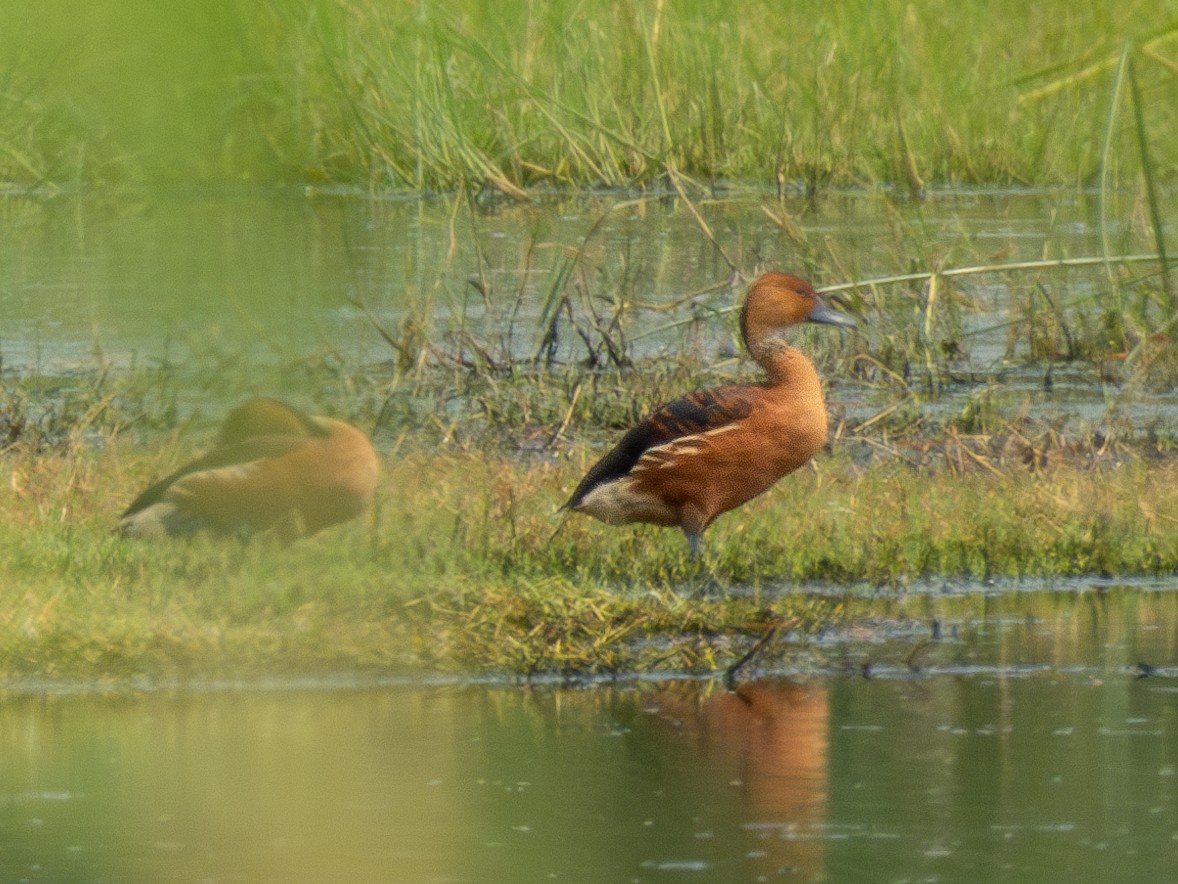 Fulvous Whistling-Duck - ML619672898