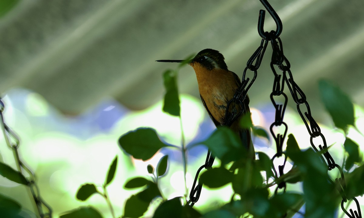 kolibřík pokřovní (ssp. cinereicauda) - ML619672908