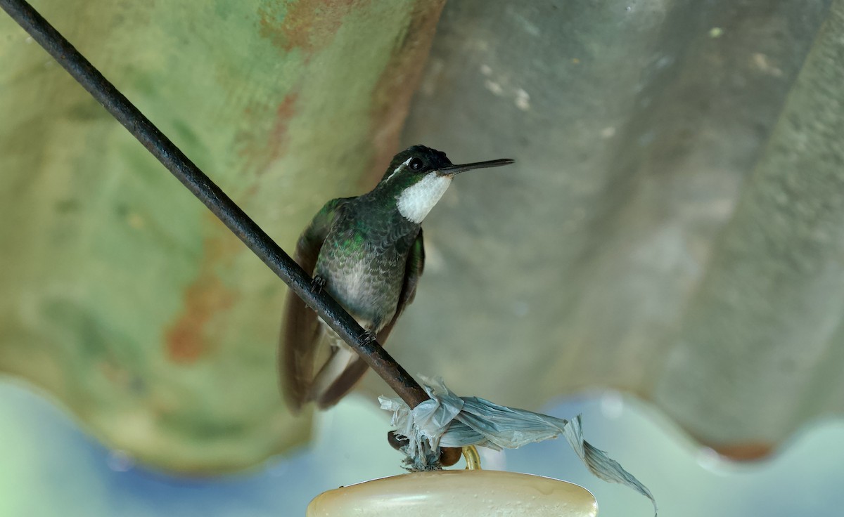 kolibřík pokřovní (ssp. cinereicauda) - ML619672909