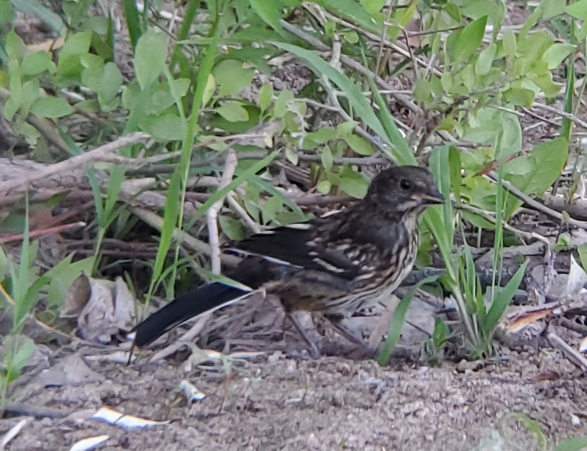 Spotted Towhee - ML619672956