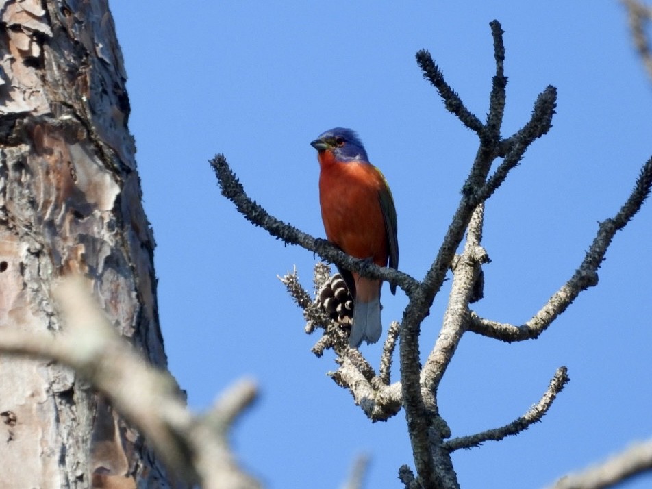 Painted Bunting - ML619672967