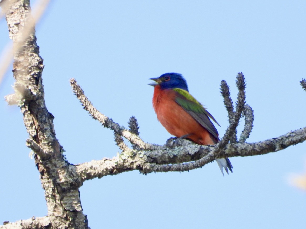 Painted Bunting - ML619672968