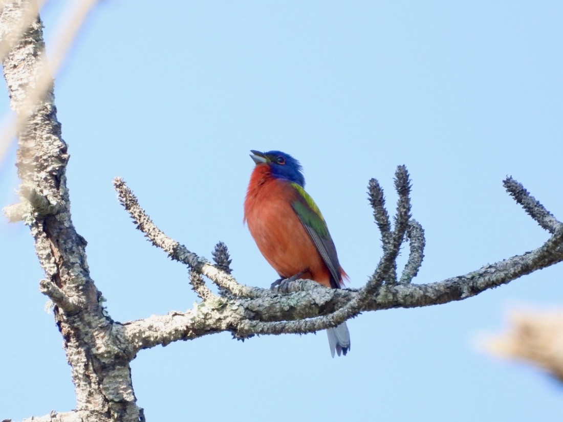 Painted Bunting - ML619672969