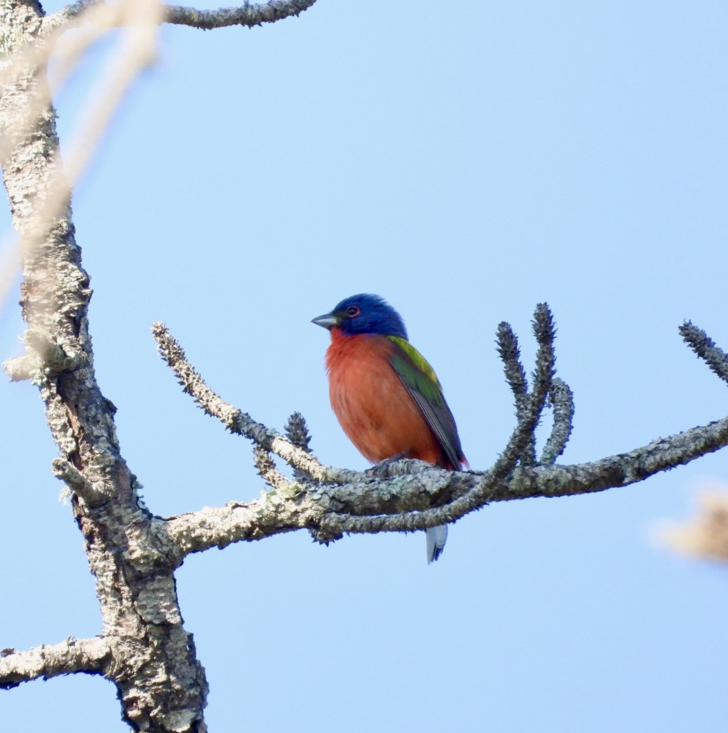 Painted Bunting - ML619672970