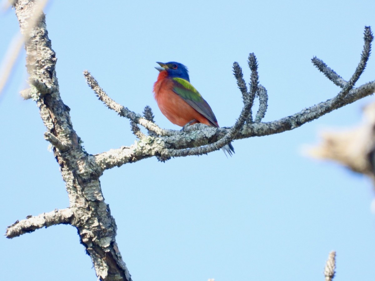 Painted Bunting - ML619672971