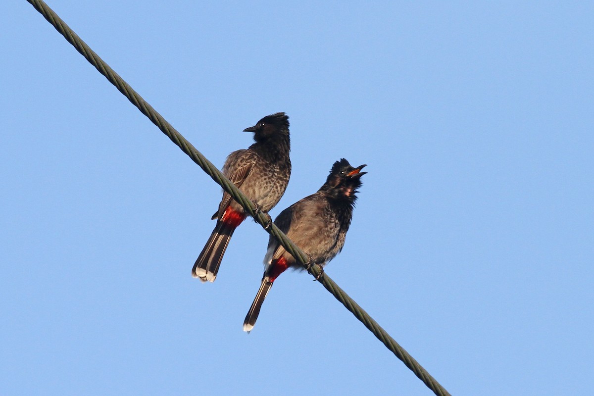 Red-vented Bulbul - ML619672981