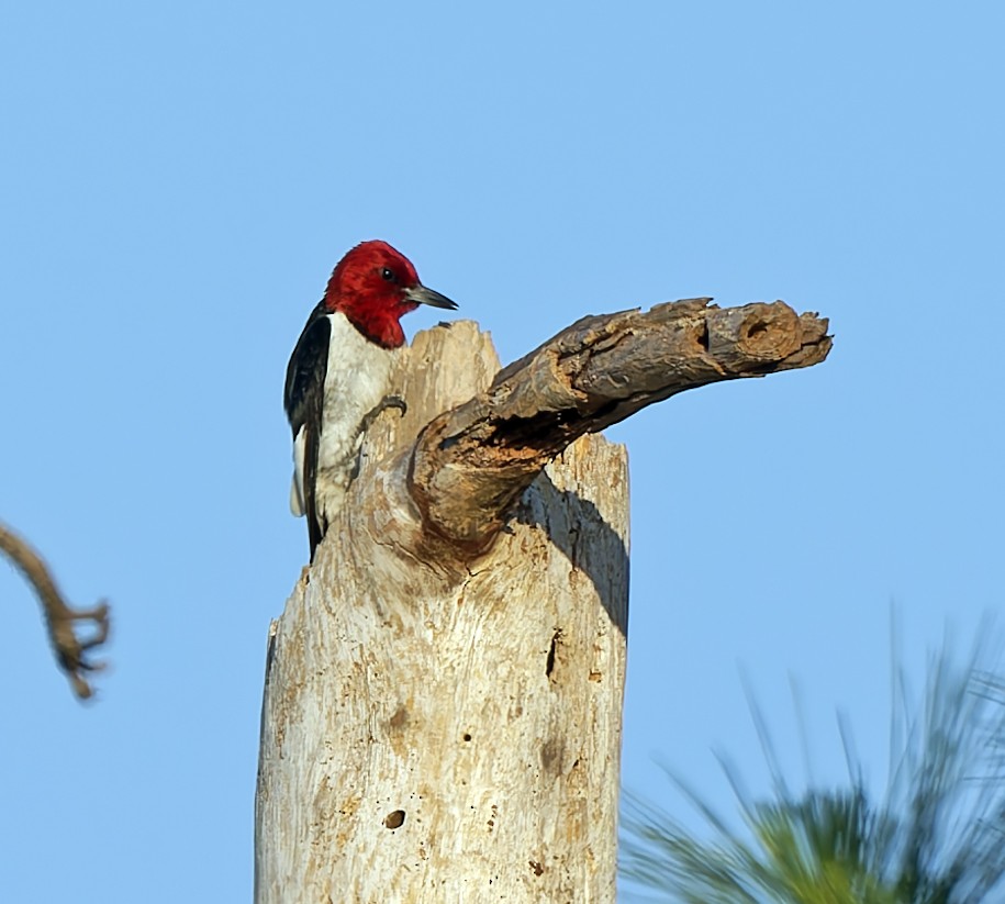 Red-headed Woodpecker - ML619672990