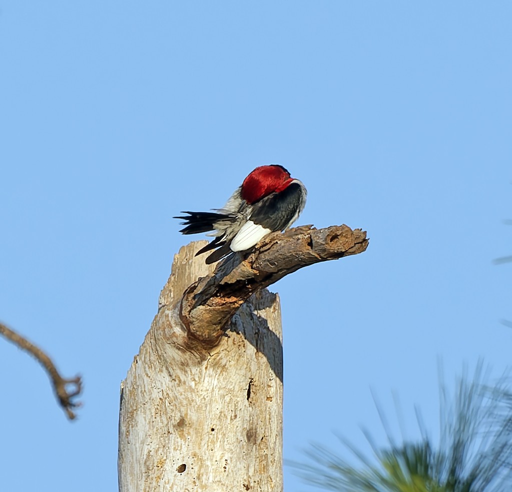 Red-headed Woodpecker - ML619672992
