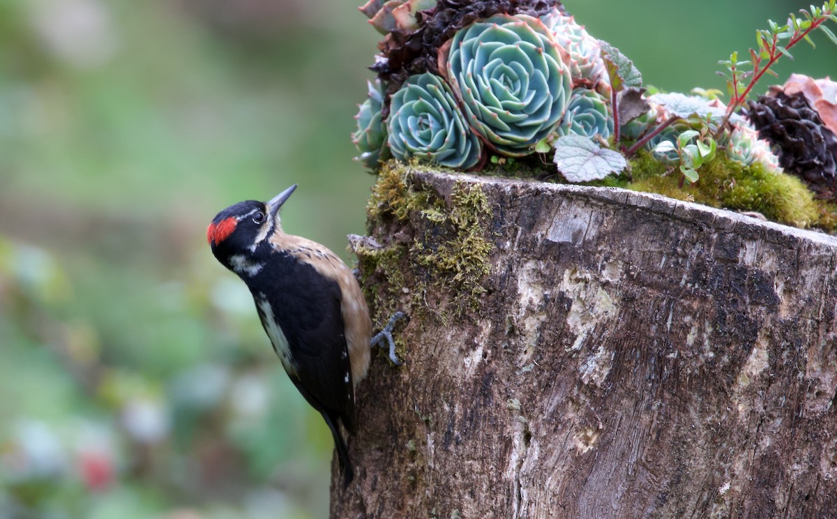 Hairy Woodpecker (Costa Rican) - ML619673011