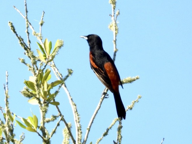 Orchard Oriole - ML619673073