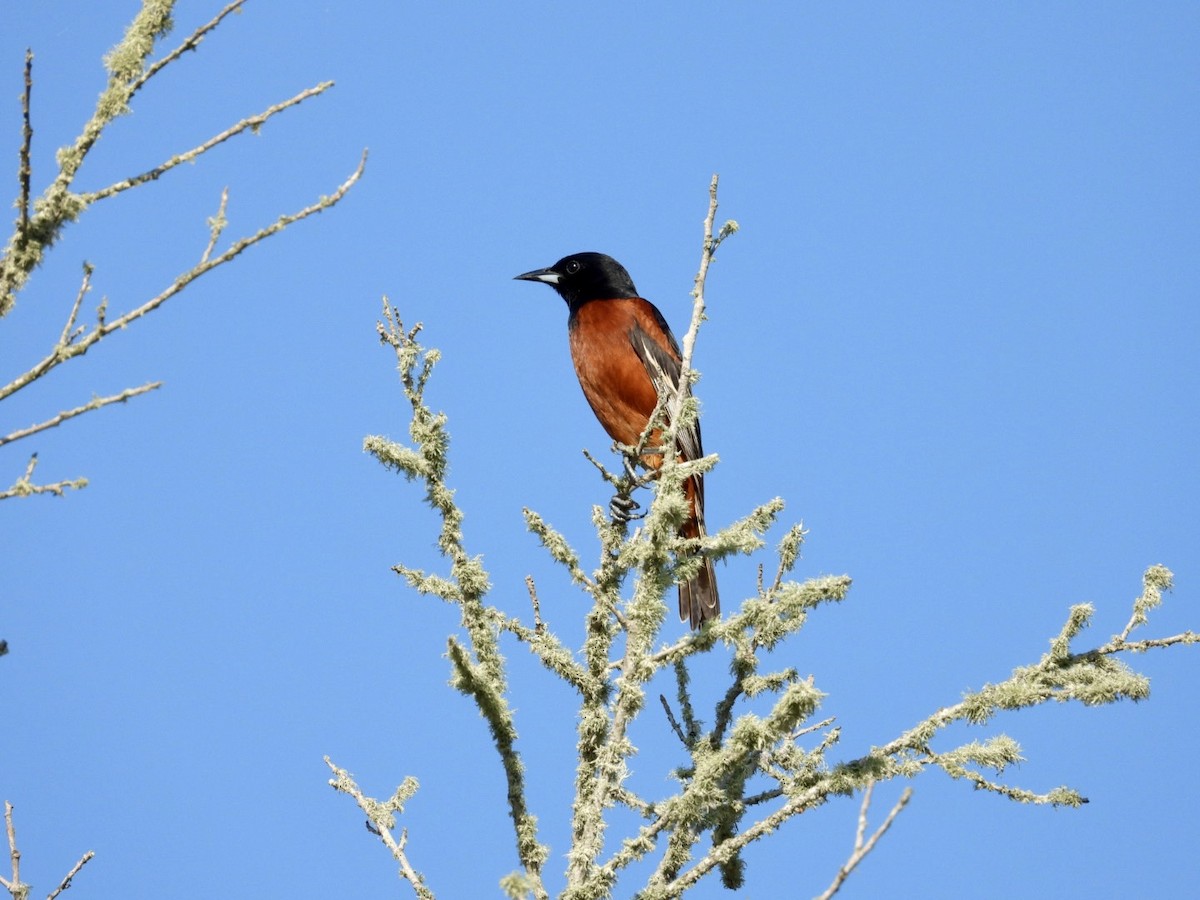 Orchard Oriole - ML619673074