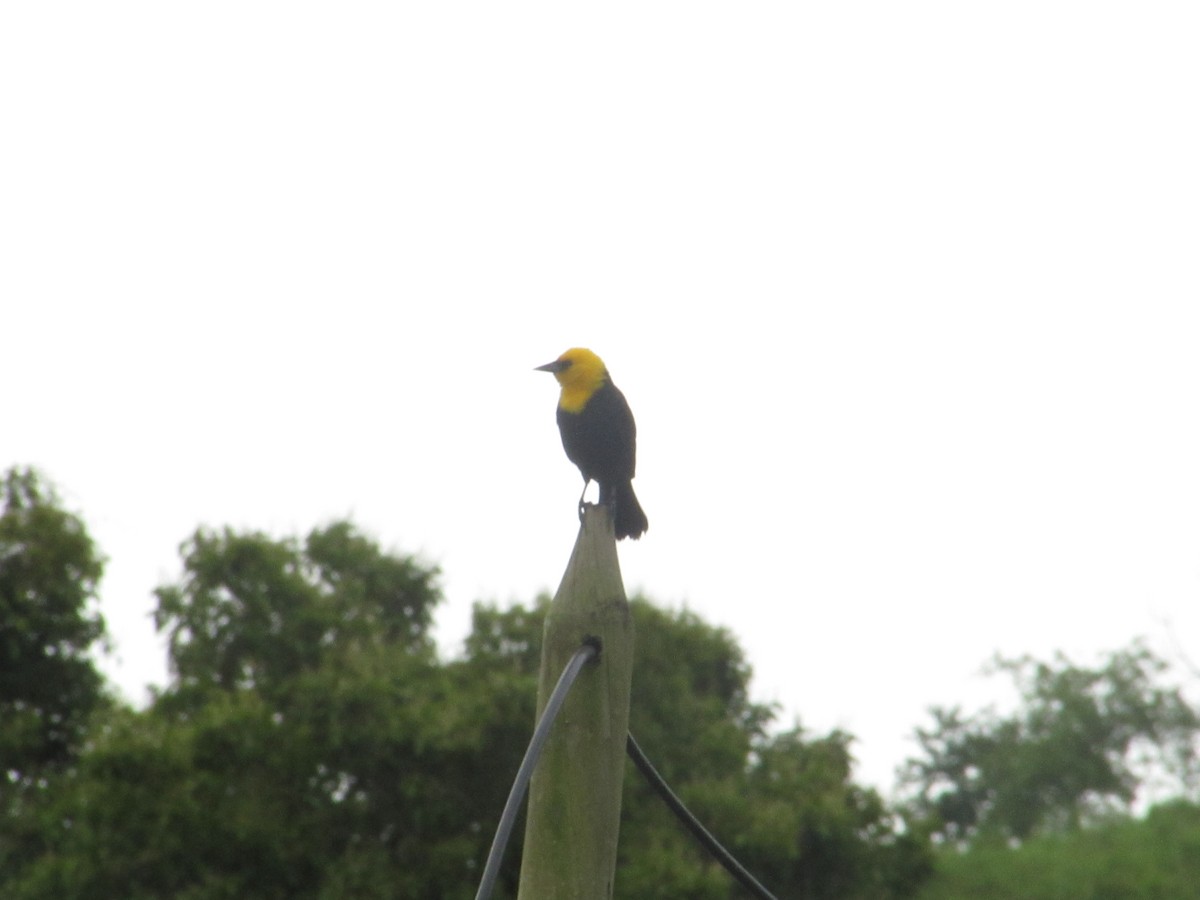 Yellow-hooded Blackbird - ML619673096