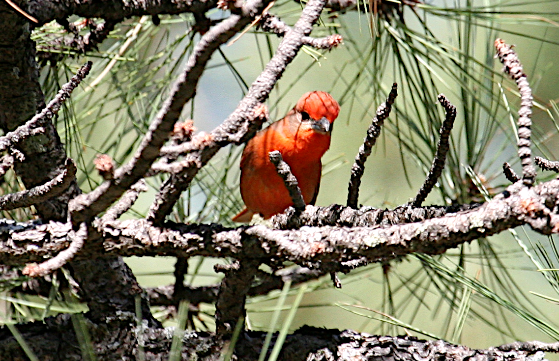 Hepatic Tanager - ML619673102